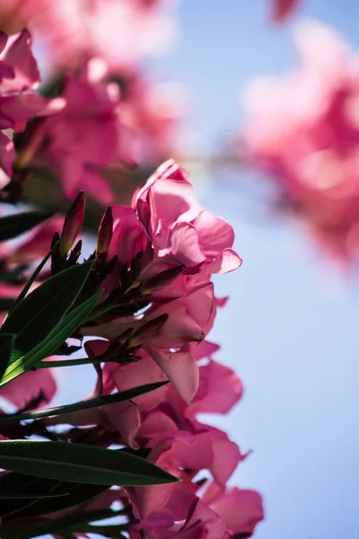 Limassol Cyprus Mei 2020 Sluitingen Van Kleurrijke Bloemen Van Een — Stockfoto
