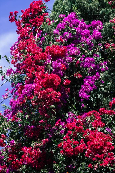 Limassol Chipre Maio 2020 Fechar Flores Coloridas Uma Árvore Jardim — Fotografia de Stock