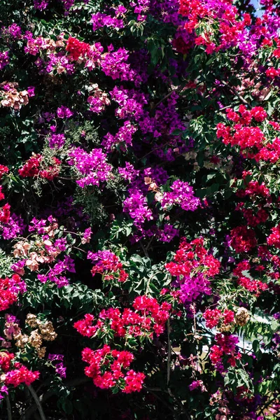 Limassol Cyprus May 2020 Closeup Colorful Flowers Tree Public Garden — Stock Photo, Image