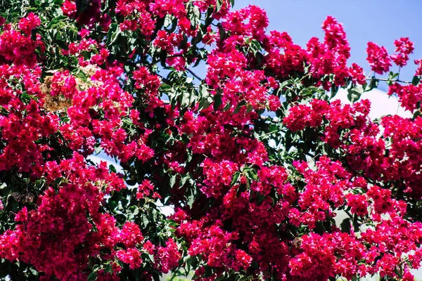 Limassol Chipre Maio 2020 Fechar Flores Coloridas Uma Árvore Jardim — Fotografia de Stock