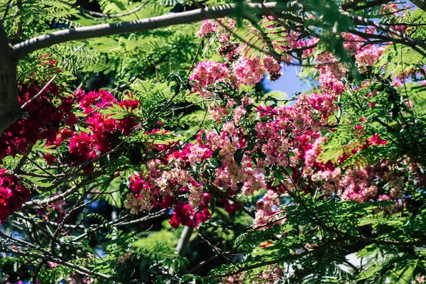 Limassol Cyprus Mei 2020 Sluitingen Van Kleurrijke Bloemen Van Een — Stockfoto