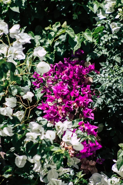 塞浦路斯利马索尔塞浦路斯利马索尔2020年5月26日塞浦路斯岛上一个公共花园的树上五彩缤纷的花朵遮掩 — 图库照片