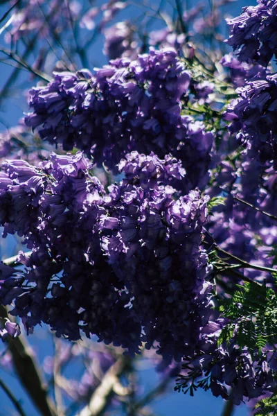 Limassol Cyprus May 2020 Closeup Colorful Flowers Tree Public Garden — Stock Photo, Image