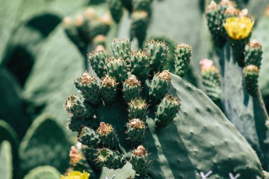 Kıbrıs Rum Kesimi 26 Mayıs 2020 Kıbrıs Rum Kesimi Limasol sokaklarında büyüyen kaktüs manzarası