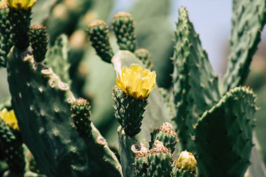 Kıbrıs Rum Kesimi 26 Mayıs 2020 Kıbrıs Rum Kesimi Limasol sokaklarında büyüyen kaktüs manzarası