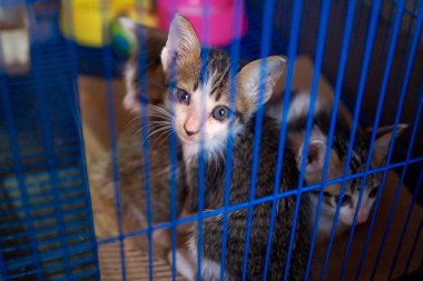 Kedi kafeste sıkışıp