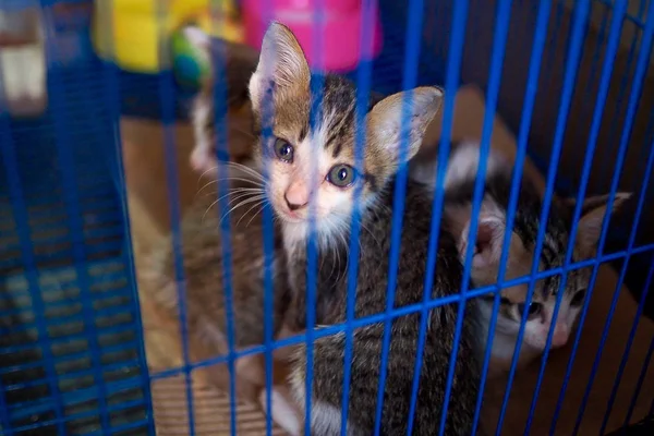 Kedi kafeste sıkışıp