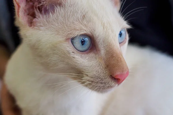Visage de chat aux yeux bleus — Photo