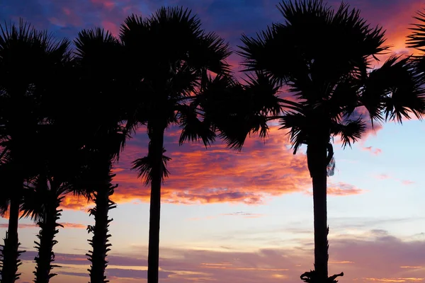 Gölge Hindistan cevizi ağacı