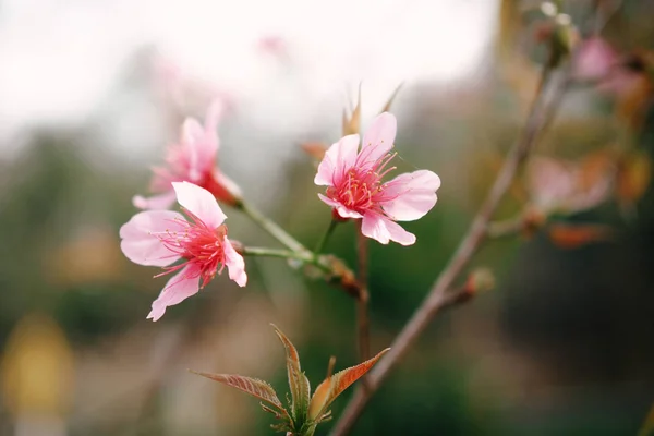 Pembe Kuzey çiçekler