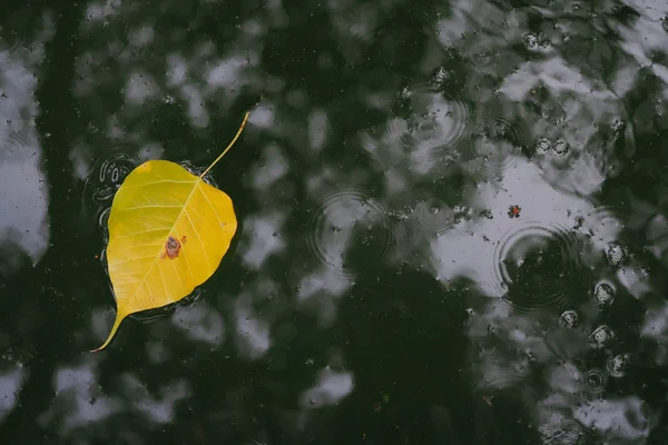 Yaprakları ahşap altında yüzen