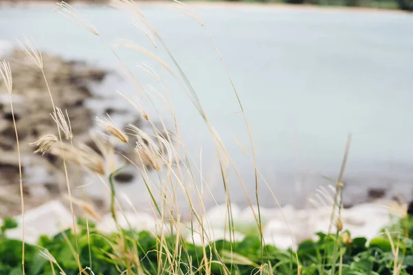 Deniz arka plan tarafından çimen çiçek