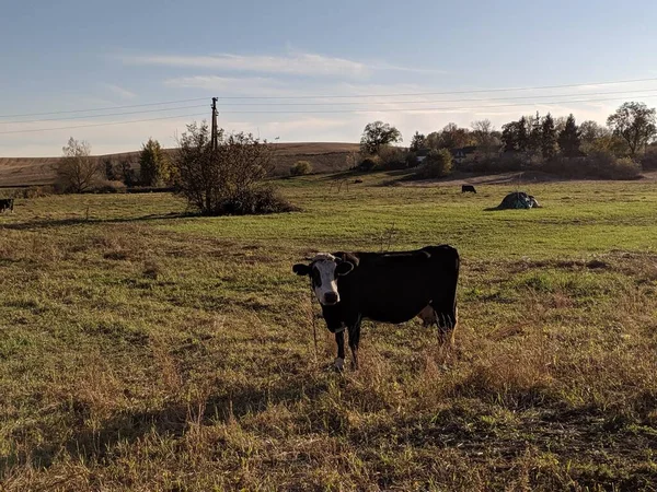 Landscape Nature Countryside Cow — Stock Photo, Image