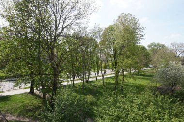 Ağaçlı bahar parkı yolu