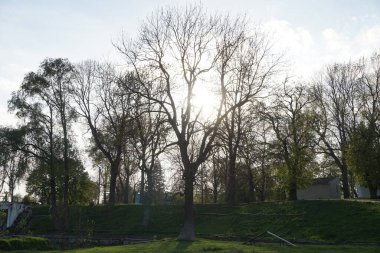 Güneş ışığı ve ağaç üzerinde