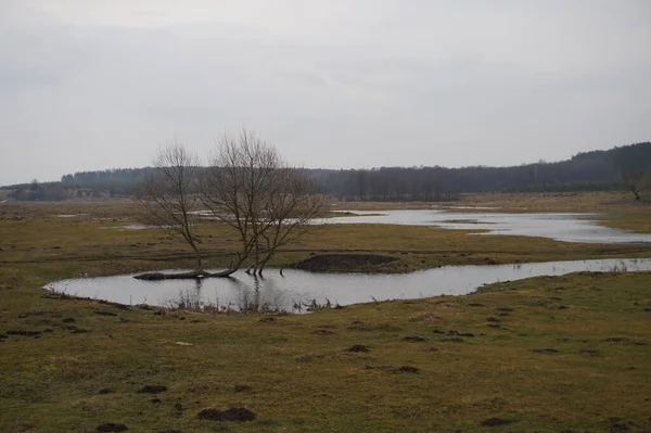 Baum Fluss — Stockfoto