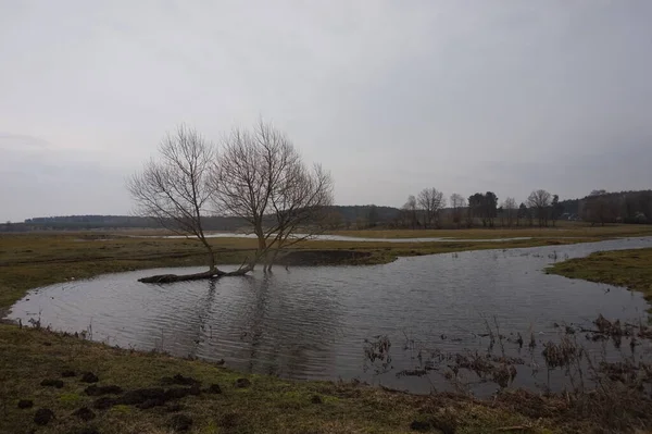 Baum Fluss — Stockfoto