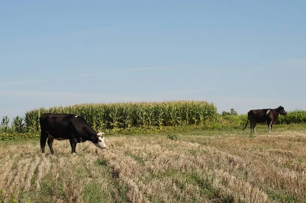 Koeien Het Veld — Stockfoto