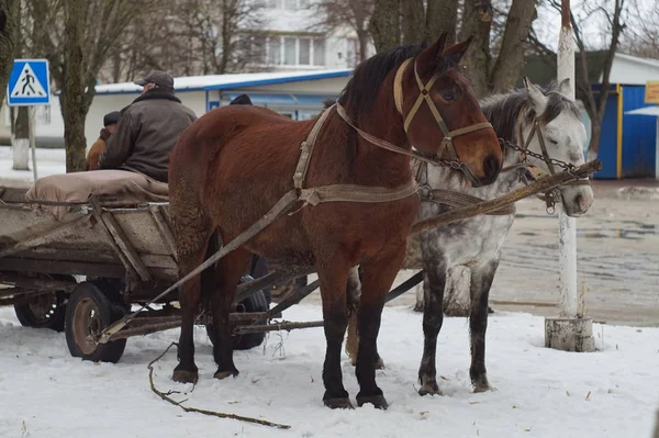 Chevaux Dans Neige Hiver — Photo