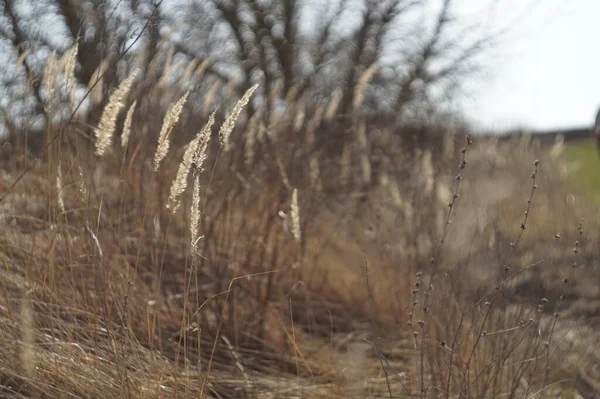 Reeds Faluban — Stock Fotó