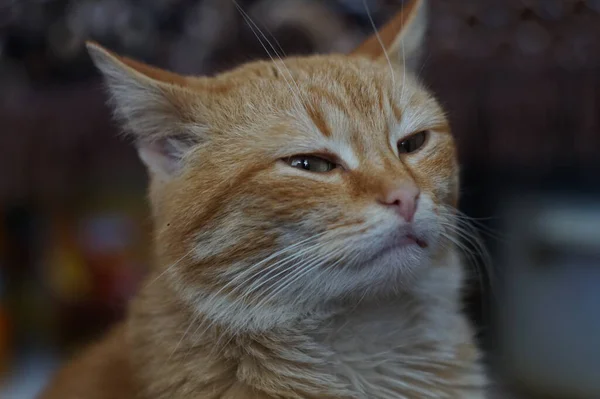 Rudy kedi surat portresi