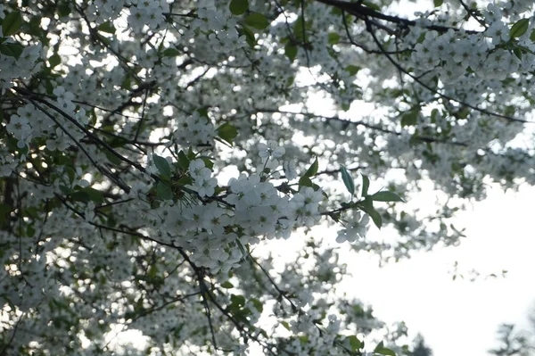 Ağaç bahar Parkı