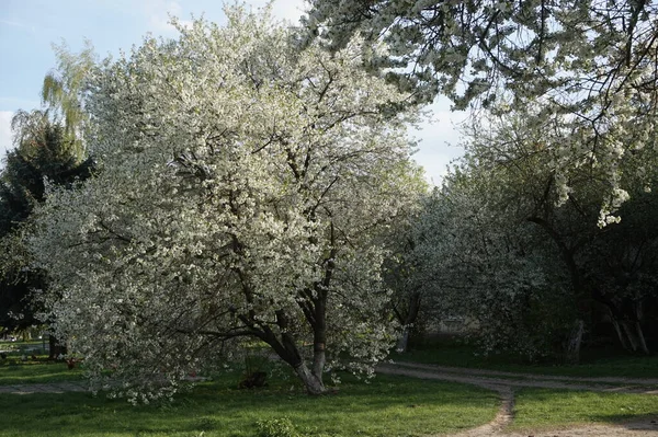 Ağaç bahar Parkı