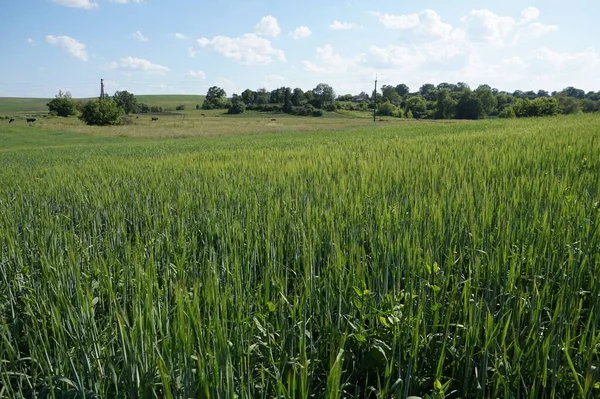 Sommerkailyard Auf Dem Land — Stockfoto