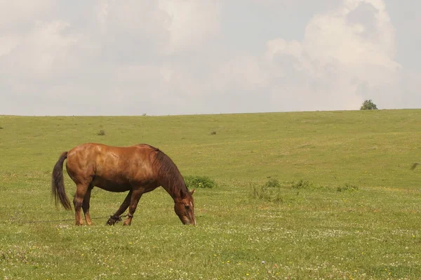 Paard Het Platteland — Stockfoto