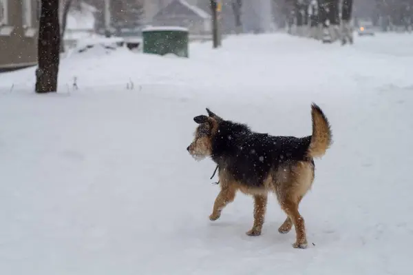 Dog Run Snow — Stock Photo, Image