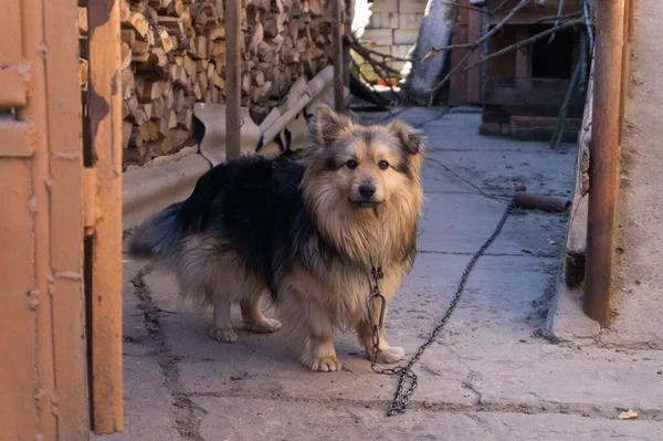 Anjing Pada Rantai — Stok Foto