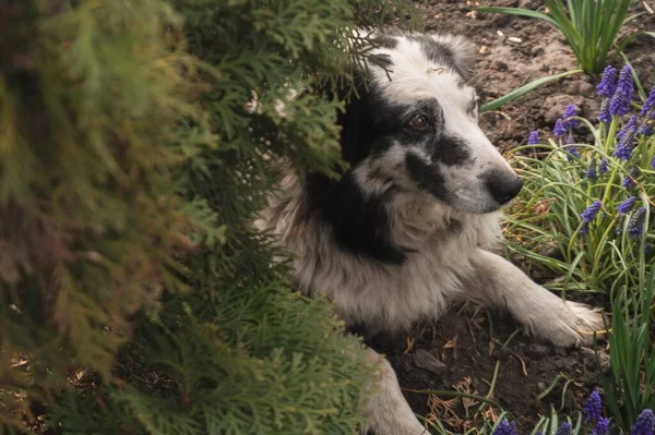 siyah ve beyaz köpek