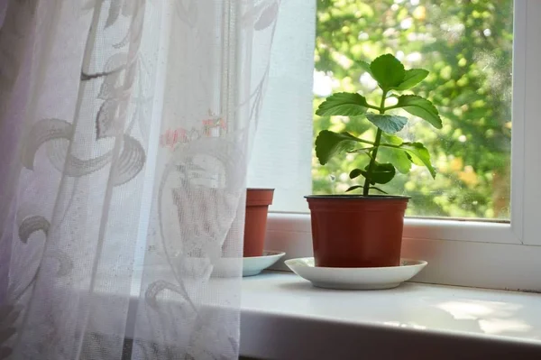 Plants Window — Stock Photo, Image