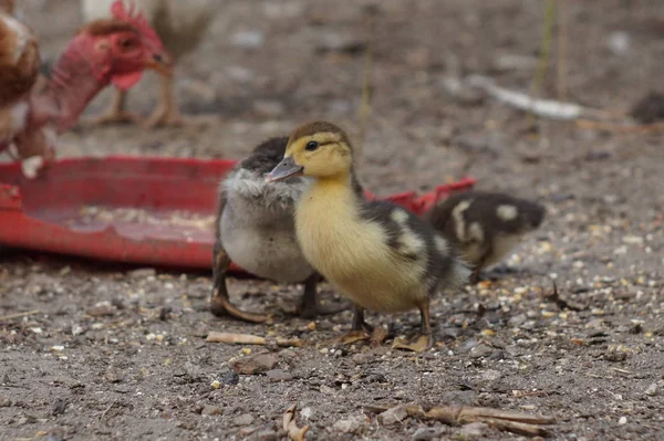 Canard Dans Une Ferme — Photo