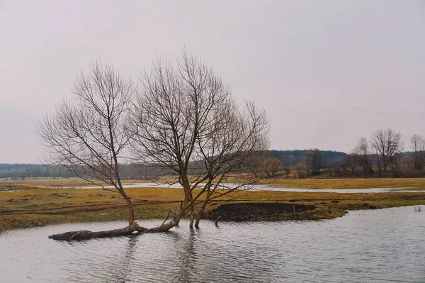 Baum Fluss — Stockfoto