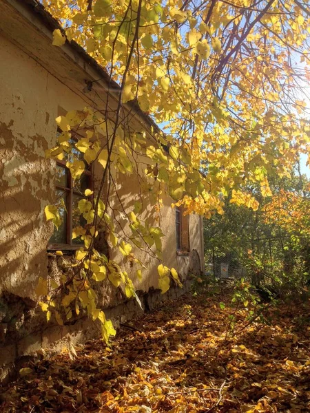 Arbre Automne Près Vieille Maison — Photo