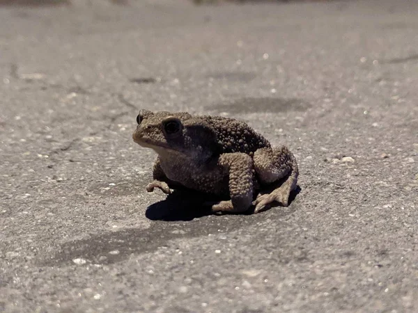 Frog Asphalt — Stockfoto