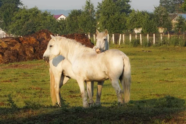 Twee Witte Paarden Landschap — Stockfoto