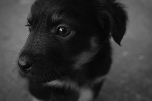 Portrait Visage Chiot Noir — Photo