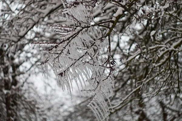 Красивая Зимняя Сосулька Снег — стоковое фото
