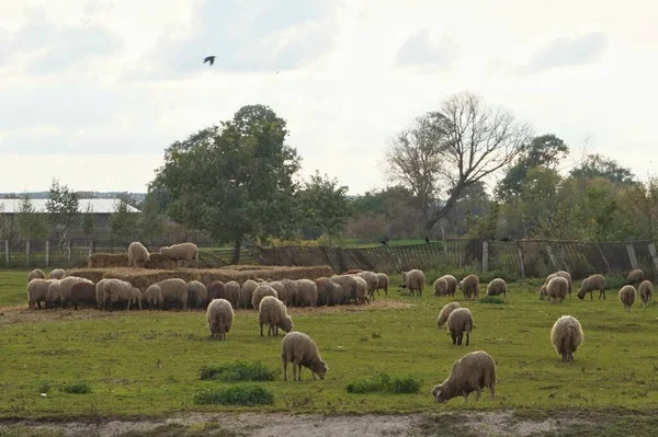 Landelijk Landschap Met Schapen — Stockfoto