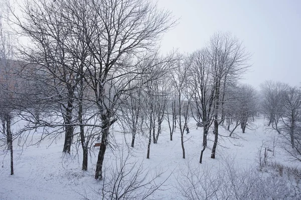 Inverno Freddo Paesaggio Forestale — Foto Stock