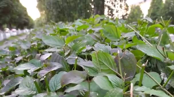 Un primo piano di un giardino floreale — Video Stock