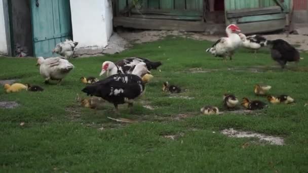 A group of duck in a grassy yard — Stock Video