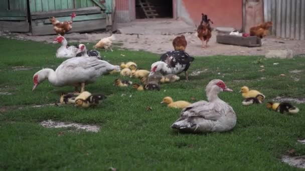 Eine Entengruppe auf einem Rasenplatz — Stockvideo