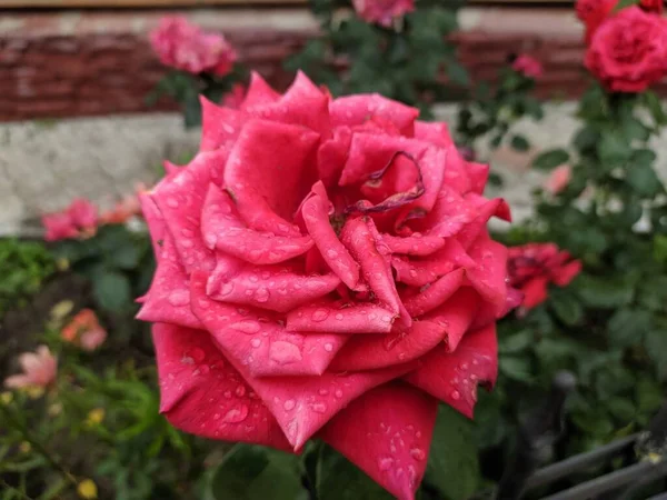 Eine Nahaufnahme Einer Blume Hochwertiges Foto — Stockfoto