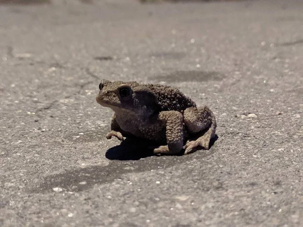 Une Grenouille Assise Sur Une Plage Photo Haute Qualité — Photo