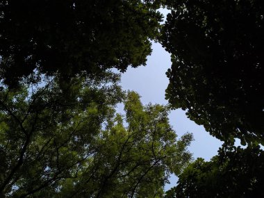 Ağacın önündeki bir tabela. Yüksek kalite fotoğraf