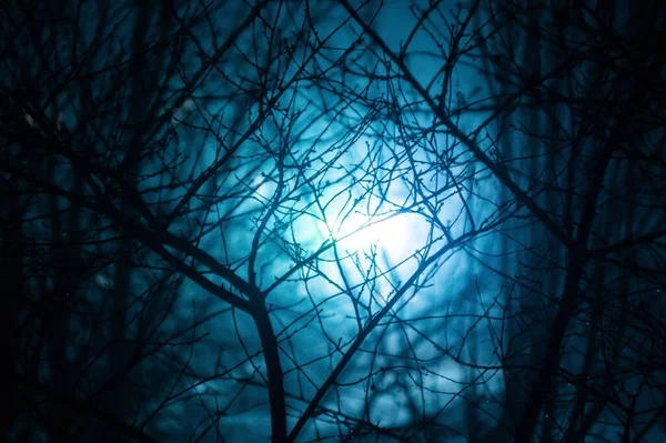 Une lune au-dessus des arbres noirs — Photo