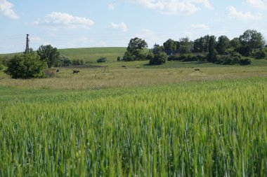 Büyük yeşil bir alan. 